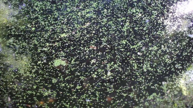 Close up shot of small duckweed plants floating on calm dark pond water