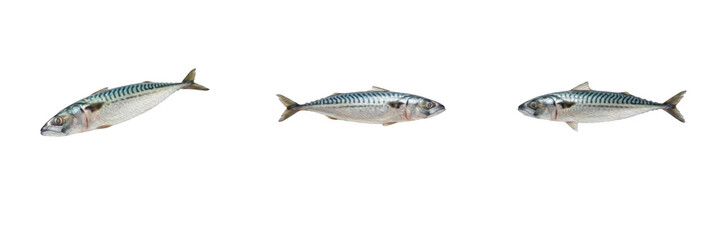 Naklejka premium Set of fresh raw mackerel fish isolated on white background healthy seafood omega nutrition marine animal ocean catch culinary ingredient food photography market item