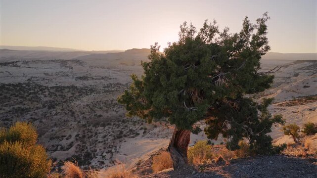 Lone ancient juniper tree with twisted bark stands on rocky desert ridge overlooking vast canyon landscape at golden hour. Warm sunset light illuminates arid terrain with distant mesas and hills.