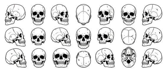 Human Skull Anatomy Study Illustrations in Multiple Views © heru