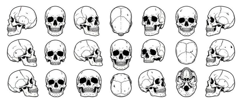 Human Skull Anatomy Study Illustrations in Multiple Views