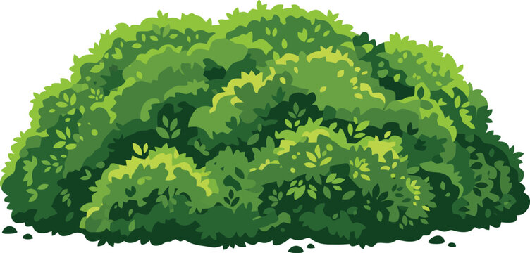Green garden bush vector illustration, lush leafy shrub for landscape design, organic hedge plant element isolated on white background