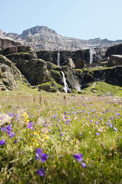 Prato di fiori in Valmalenco