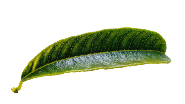Isolated single fresh green leaf with prominent intricate venation and natural texture.