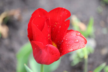 Obraz premium Vibrant red tulip with water droplets in garden setting
