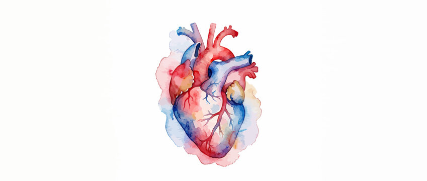 Watercolor anatomical heart with artistic splashes