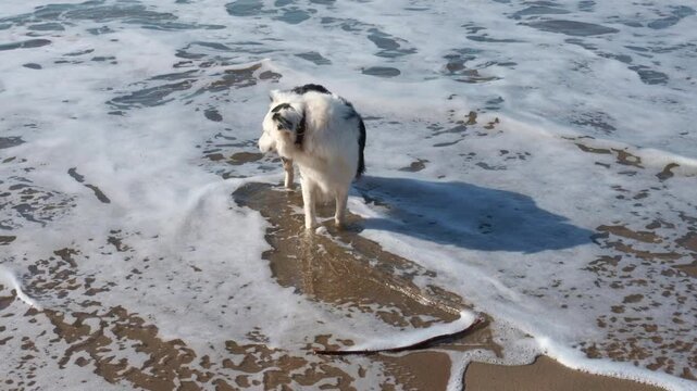 Happy border collie with beautiful blue eyes enjoying a sunny day, playing with a stick in the ocean surf on a sandy pet friendly beach