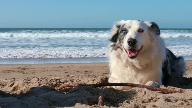 Beautiful blue merle border collie dog with different colored eyes resting on the sand. The happy canine enjoys a sunny day at the seaside