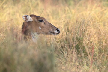 The nilgai (Boselaphus tragocamelus)  is the largest antelope in Asia. © feathercollector