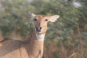 The nilgai (Boselaphus tragocamelus)  is the largest antelope in Asia. © feathercollector