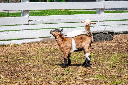 Young goats standing in farm pen in Central Kentucky, USA
