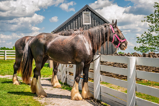 Clydesdale horses standing by fence on farm in Kentucky USA