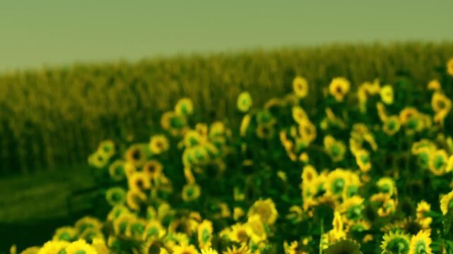 Sunflowers grow in a large field with other plants in the background. The sun shines brightly on the flowers. It is midday during the summer season.
