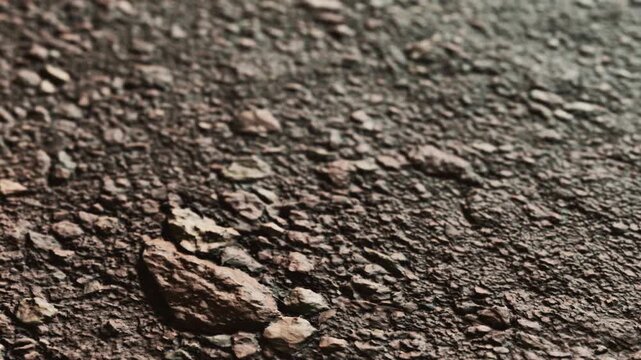The ground is covered with small rocks and dirt, showing the texture and details of the natural surface. Sunlight creates shadows on the uneven ground.