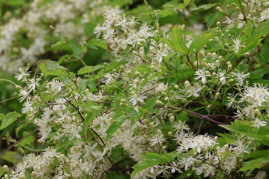 Blooming Clematis apiifolia (Botanzuru)