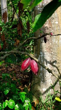 Ripe Red and Green Criollo Cacao Pods Growing on Tree Branches in Canoabo Venezuela