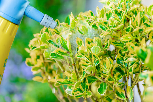 spraying a variegated Euonymus shrub with visible caterpillar webbing and feeding damage. Concept of pest prevention, ornamental shrub maintenance, landscape care and healthy garden management. 