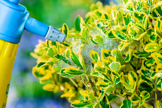Garden sprayer removing caterpillar infestation from variegated Euonymus fortunei foliage 