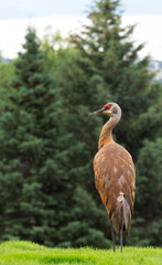 Fototapeta premium Sandhill Crane in Residential Scene