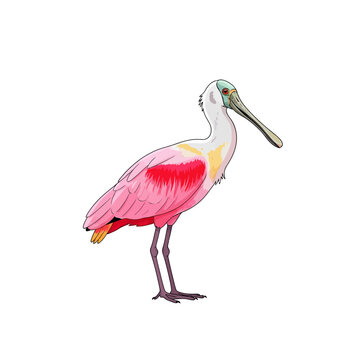 Roseate Spoonbill Bird Vector Illustration on White Background