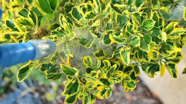 Using a sprayer for garden pest control to tackle a caterpillar web infestation on a variegated Euonymus fortunei shrub. 4k footage