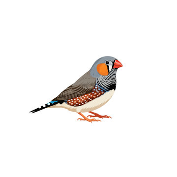 Colorful Zebra Finch Illustration - Male Australian Songbird Vector Isolated on White Background