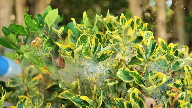 caterpillar web infestation on variegated Euonymus fortunei shrub.ornamental plant protection,insect management,horticulture and home landscape maintenance. 4k footage