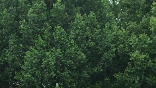 Dense lush green tree on rainy day