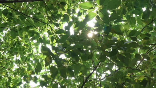 Low angle view of lush green tree leaves with sunlight filtering through canopy
