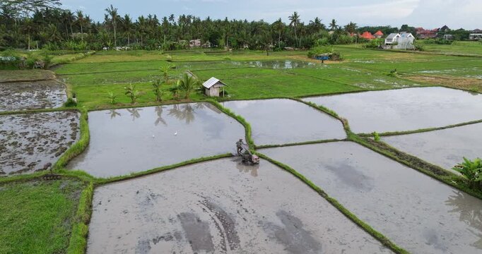 Indonesia, Bali rural landscape. Farmer diligently plowing a flooded rice field. Preparing the soil for rice cultivation under a clear sky with lush palm trees in the background. Aerial drone shot