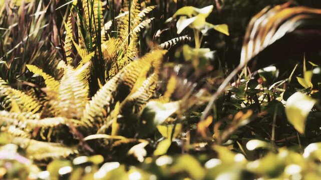 Several ferns and green plants are seen in a forest. Sunlight filters through the trees, shining on the foliage. The plants thrive in a natural environment, creating a lush scene.