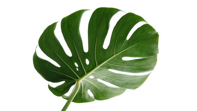 Isolated green tropical monstera deliciosa leaf with unique fenestrations and visible veins