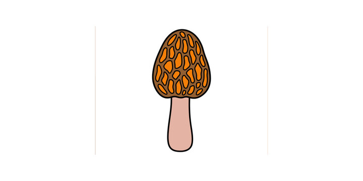 Morel mushroom vector illustration
