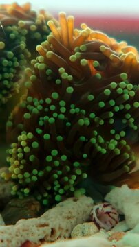 Soft coral with green tentacles rests on pebbles.