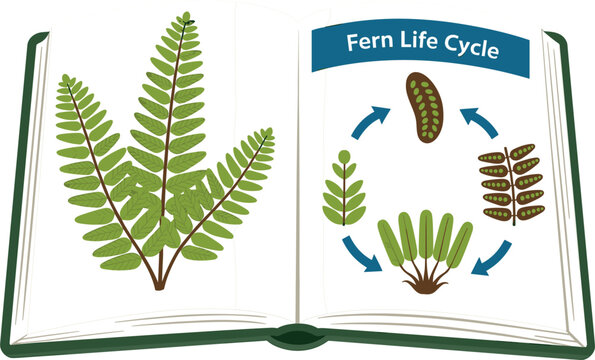 Fern Life Cycle Educational Vector Illustration Showing Spore, Gametophyte, Sporophyte, and Reproductive Stages in an Open Botanical Science Book