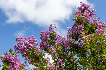 Obraz premium Crape Myrtle Blossoms Against a Blue Sky with White Clouds