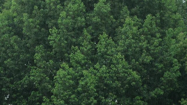 Dense lush green tree on rainy day