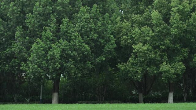Neat green lawn and dense forest of leafy trees on rainy day