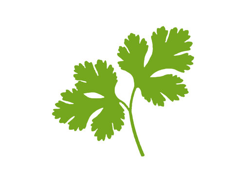 Green cilantro leaf icon
