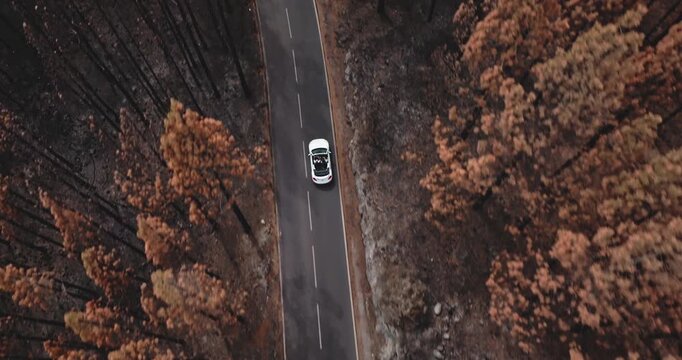White cabriolet car driving along winding mountain road through a forest area in Tenerife, Canary Islands. Travel, adventure, freedom, and discovery on a road trip. Aerial top down tracking shot