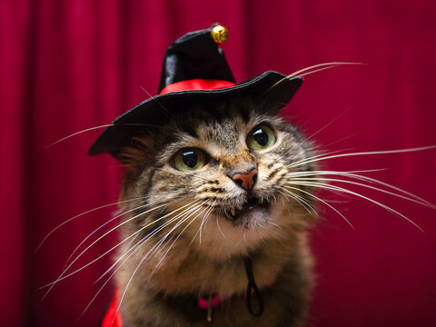 Tabby Cat Wearing Black Hat Looking Up Against Red Background
