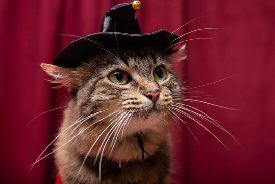 Tabby Cat Wearing Black Hat Looking Up Against Red Background