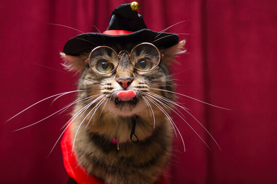 Fluffy Tabby Cat Wearing Wizard Hat and Glasses on Red Curtain Background