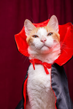 Confident Orange and White Cat Wearing Vampire Cape on Red Curtain Background