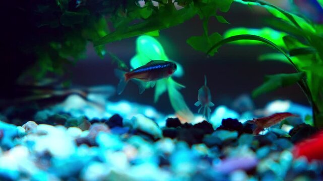 Aquarium glowfish swims among dark green plants