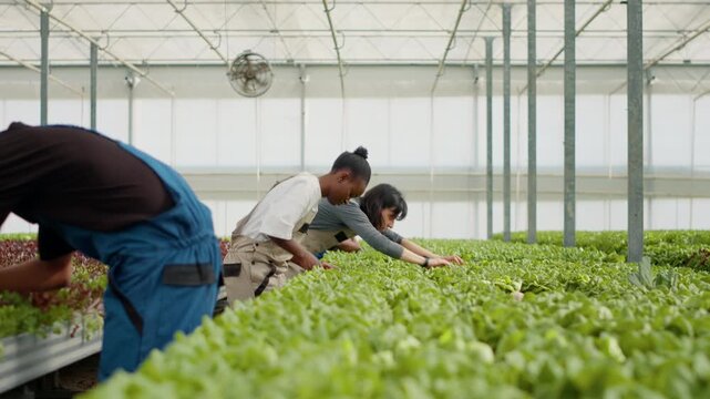 Greenhouse pickers harvesting lettuce standing in a row in hydroponic environment inspecting leaves during crop quality checks, showing crop inspection and quality control in organic food production.