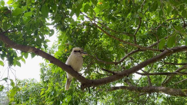 Laughing kookaburra perched on a tree branch in Australia