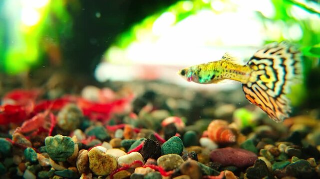 Colorful fish swim above a vibrant, pebbled aquarium floor. 