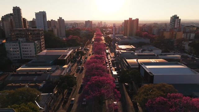 Maring&aacute; sob a luz do entardecer e seus ip&ecirc;s floridos.