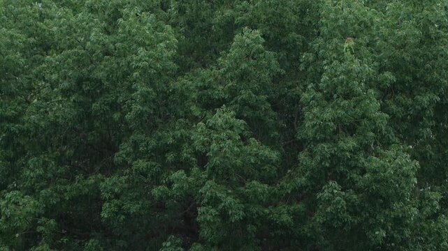 Dense lush green tree on rainy day